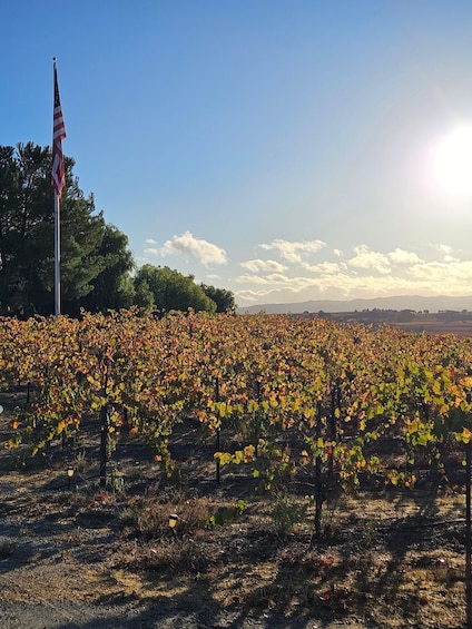 Picture 1 for Activity Full-Day Inclusive Wine Tasting Tour from Santa Ynez Valley