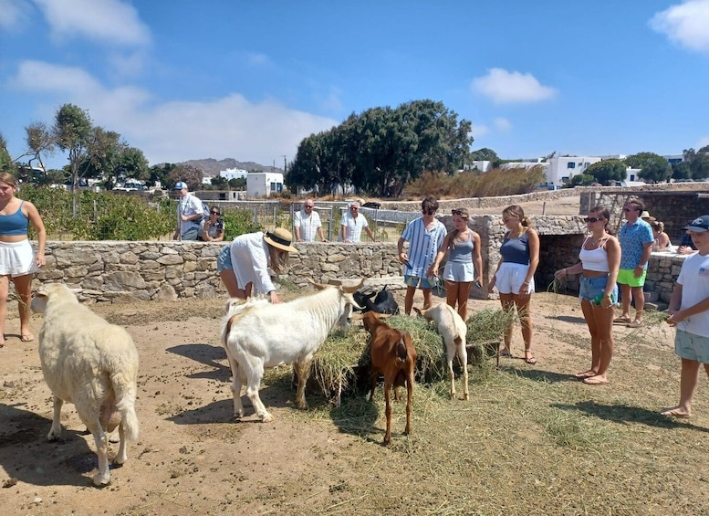 Picture 3 for Activity Panoramic Tour of Mykonos