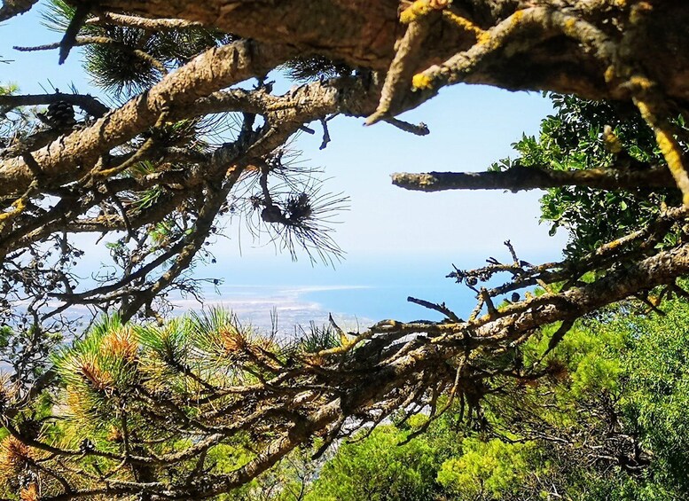 Picture 10 for Activity From Trapani: Erice Walking Tour and Local Products Tasting