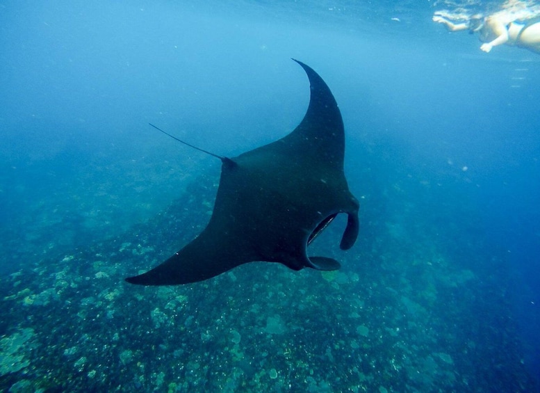 Picture 6 for Activity From Bali: Nusa Penida Snorkeling & Island Tour Special Trip