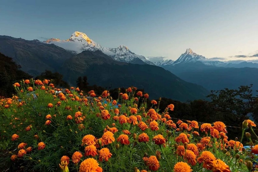 Picture 7 for Activity From Pokhara: Guided Tour to Visit 4 Himalayas View Point