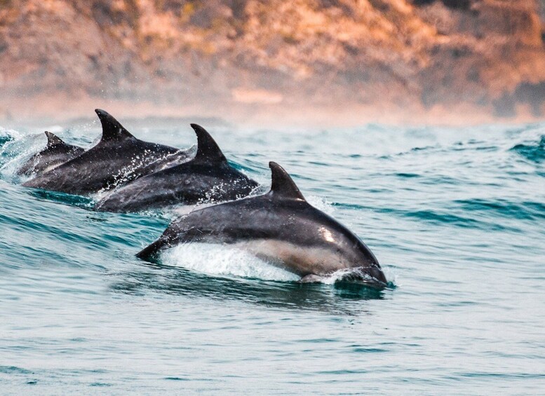 Picture 2 for Activity Sotogrande: Dolphin Watching Boat Trip with Drink