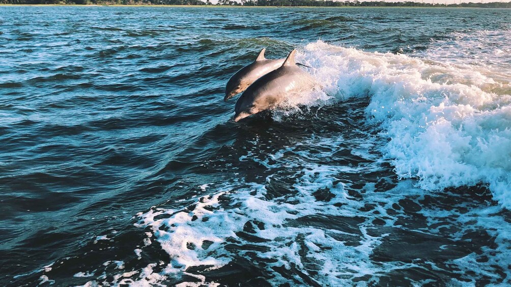 Picture 3 for Activity Sotogrande: Dolphin Watching Boat Trip with Drink