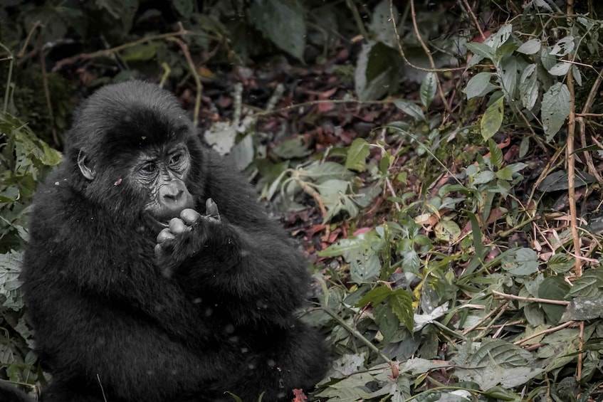 Picture 2 for Activity 7 Days Uganda Chimps & Gorilla Trekking Safari