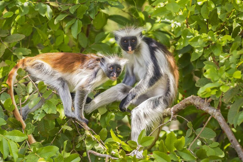 Picture 2 for Activity Zanzibar: Jozani Forest, Spice Farm & Stone Town Tour