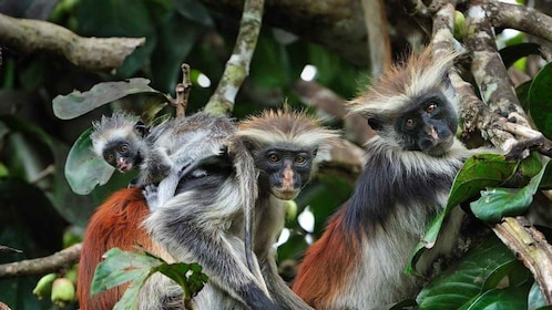 Zanzibar: Red Monkey Forest, Spice Farm & Stone Town Tour