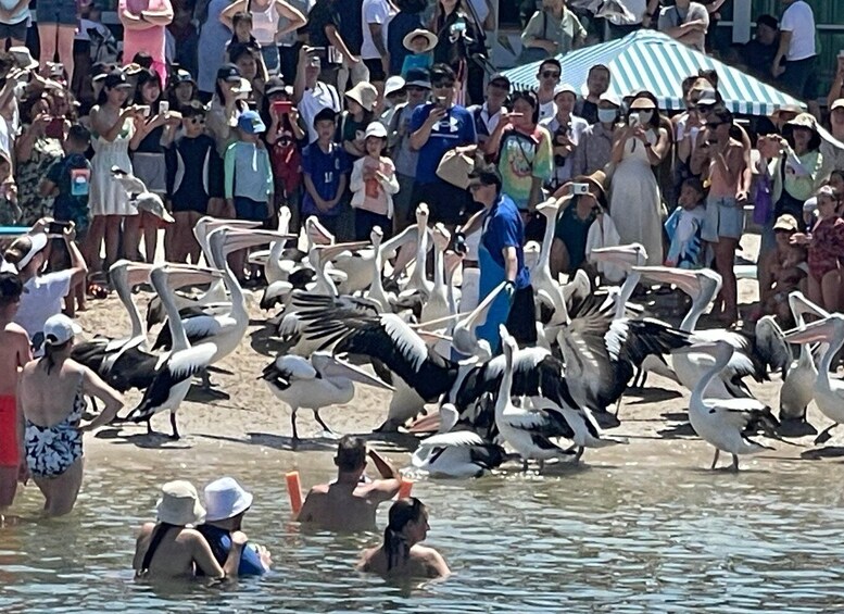 Picture 3 for Activity Surfers Paradise to Wavebreak Island Pelican Cruise + Picnic