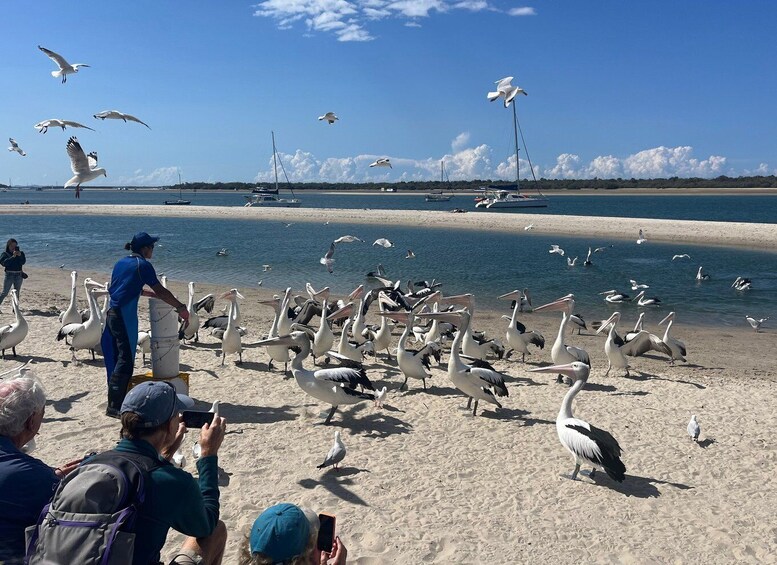 Picture 2 for Activity Surfers Paradise to Wavebreak Island Pelican Cruise + Picnic