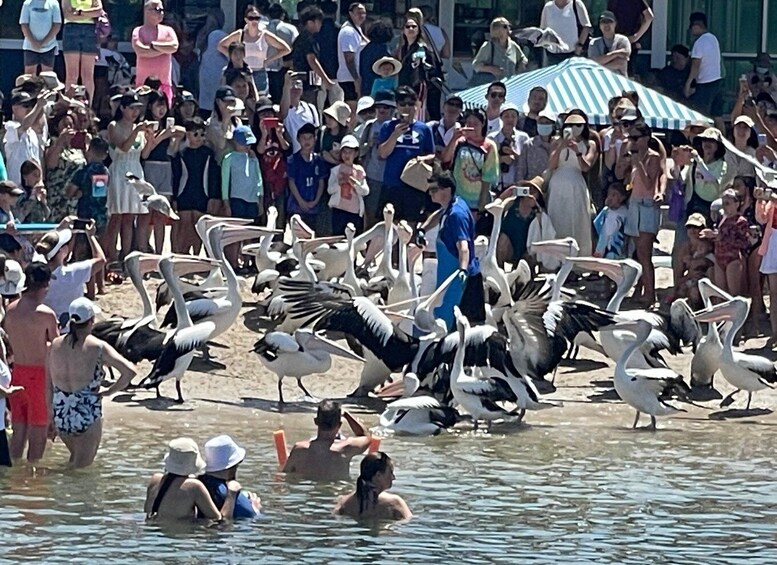 Picture 3 for Activity Surfers Paradise to Wavebreak Island Pelican Cruise + Picnic