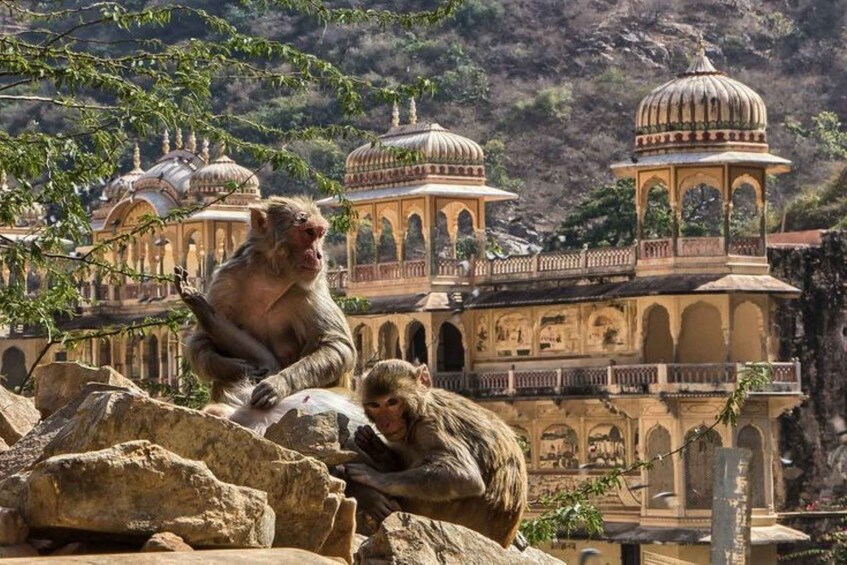 Picture 4 for Activity Jaipur sightseeing tour with monkey temple (Galta ji temple)