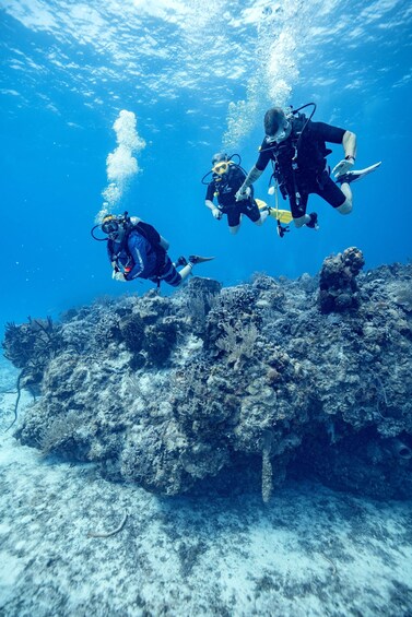 Picture 1 for Activity Cozumel: 1 Tank Certified Scuba Diving