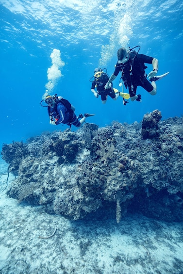 Picture 1 for Activity Cozumel: 1 Tank Certified Scuba Diving