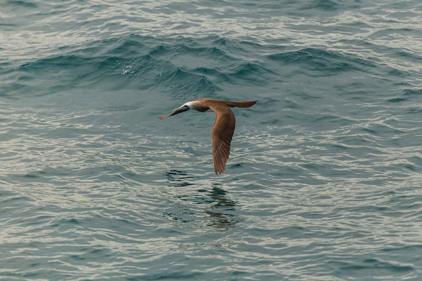 Marietas Islands Discovery Tour