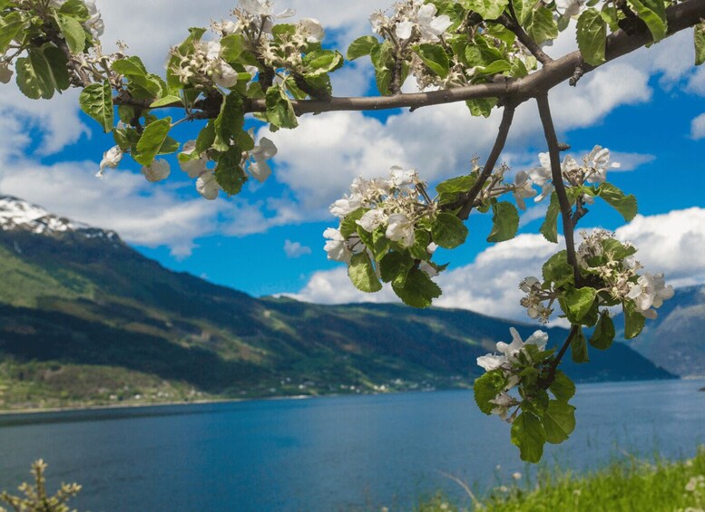 Picture 2 for Activity Hardangerfjord Lunch at Cider Farm, Coffee at historic Hotel