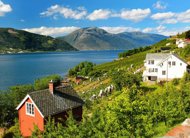 Picture 7 for Activity Hardangerfjord Lunch at Cider Farm, Coffee at historic Hotel