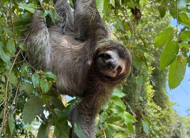Manuel Antonio Park: Guided Tour to see animals & beach time