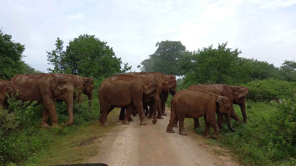 Picture 6 for Activity Hikkaduwa/Galle/Mirissa :Drop to Ella with Udawalawe Safari