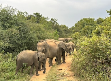 Hikkaduwa/Galle/Mirissa: Berkunjung ke Ella bersama Udawalawe Safari