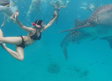 Cebu Whale Shark Swimming & Kawasan Canyoneering Group Tour