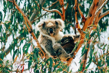 Phillip Island: Penguin Parade og Multi Attraction Pass