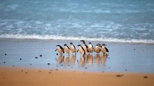 Phillip Island : Parade des pingouins et laissez-passer multi-attractions