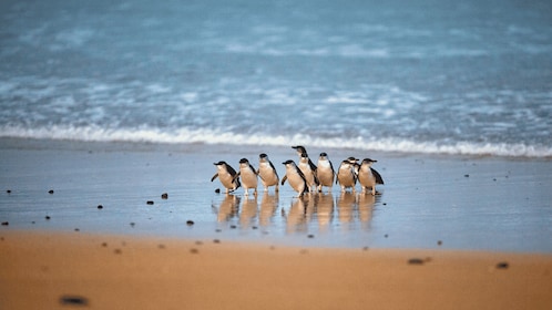 Phillip Island: desfile de pingüinos y pase para múltiples atracciones