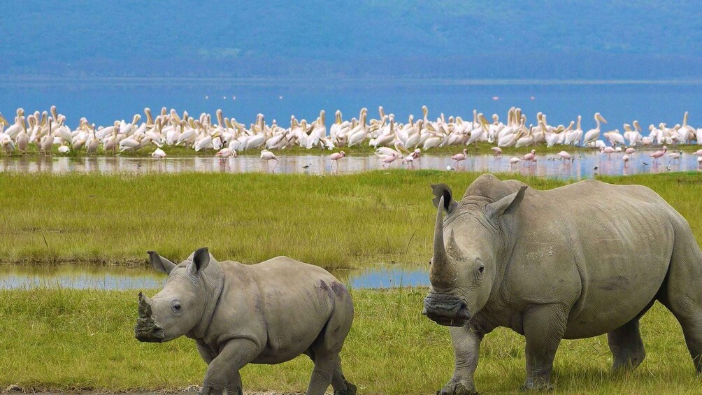 Picture 2 for Activity 6 Days Camping Lake Nakuru, L. Naivasha And Maasai Mara