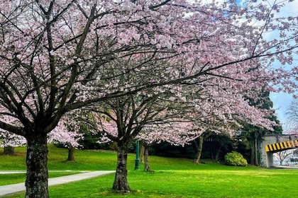 Vancouver City Tour with Cherry Blossom Festival Private