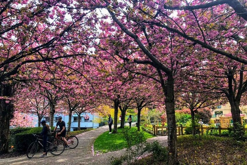 Picture 3 for Activity Vancouver City Tour with Cherry Blossom Festival Private