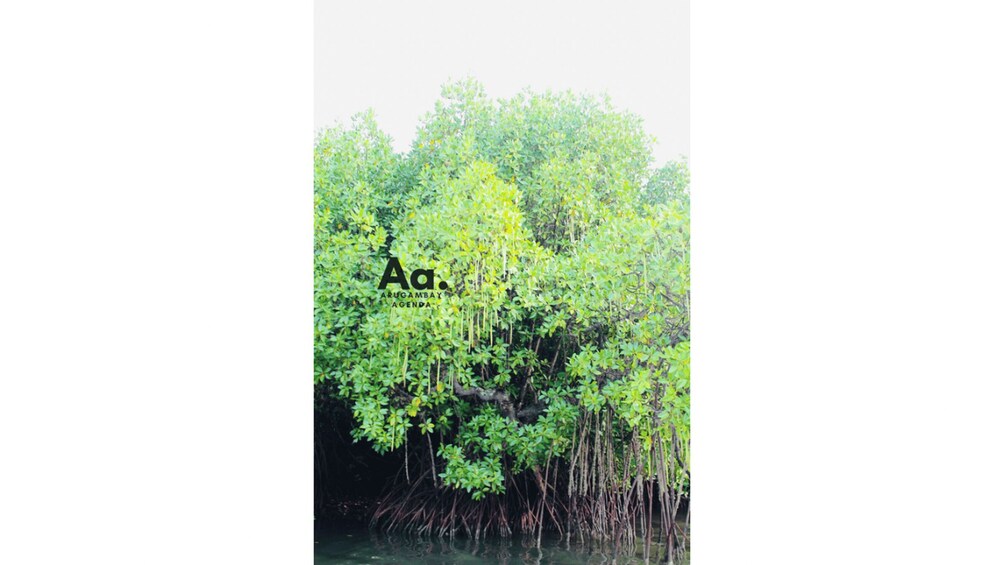 Picture 10 for Activity Arugambay: Mangrove Watching in Pottuvil Lagoon