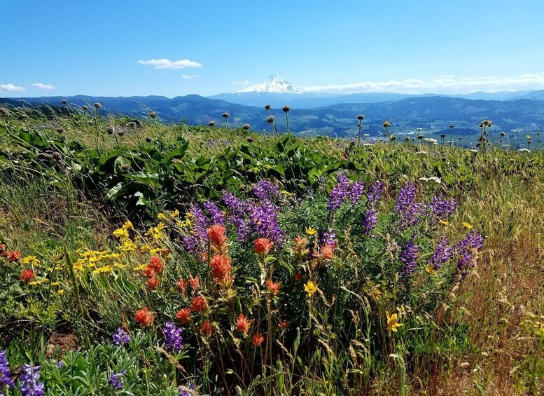 Picture 6 for Activity From Portland: Full Day Gorge Waterfalls & Mt. Hood Tour