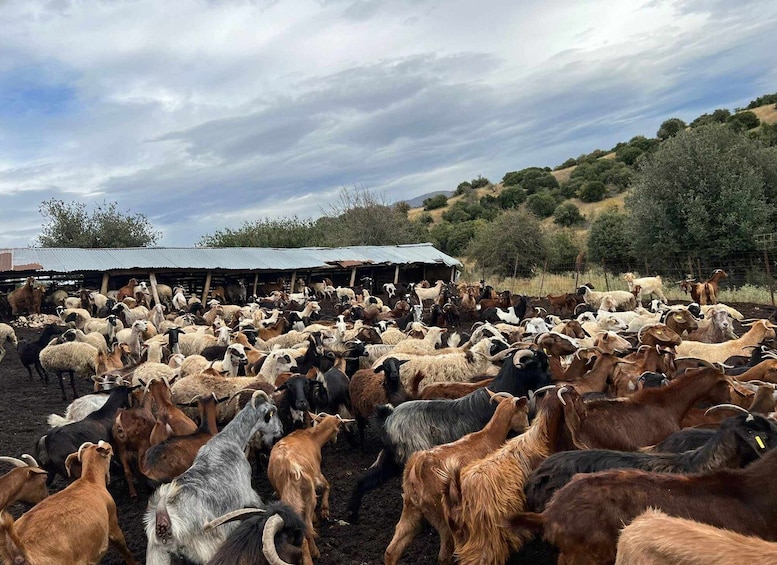 Picture 1 for Activity Thessaloniki: Visit a Farm and a traditional Village