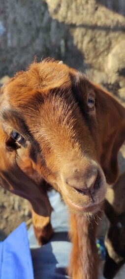 Picture 6 for Activity Thessaloniki: Visit a Farm and a traditional Village