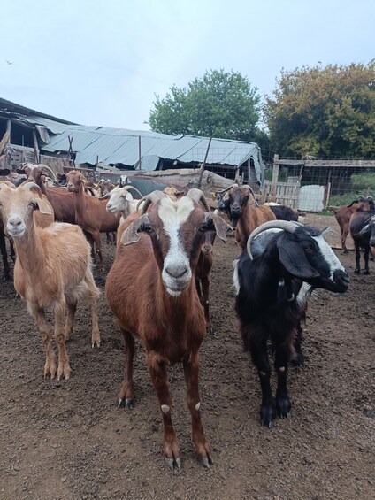 Picture 9 for Activity Thessaloniki: Visit a Farm and a traditional Village