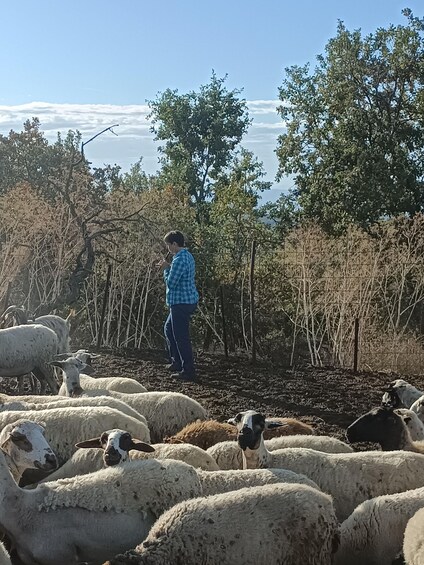 Picture 12 for Activity Thessaloniki: Visit a Farm and a traditional Village