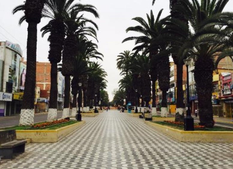 Picture 3 for Activity From Tacna | Tourist Circuit by MiraBus in Tacna