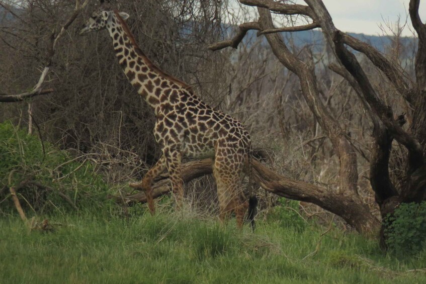 Picture 4 for Activity mikumi-selous game reserve