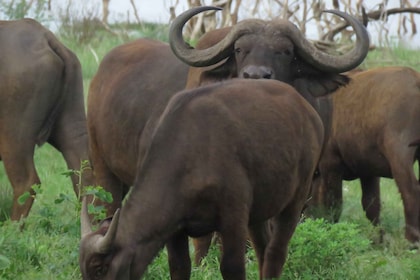 mikumi-selous game reserve