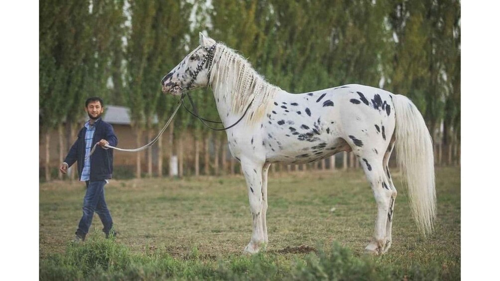 Picture 4 for Activity Horse Riding in Tashkent