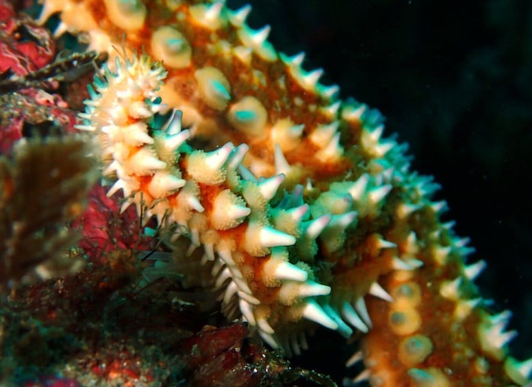 Picture 4 for Activity Arrábida: Open Water Diver Course in Arrábida Marine Reserve