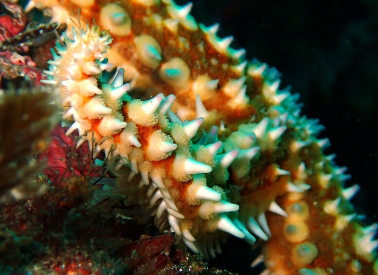 Picture 4 for Activity Arrábida: Open Water Diver Course in Arrábida Marine Reserve