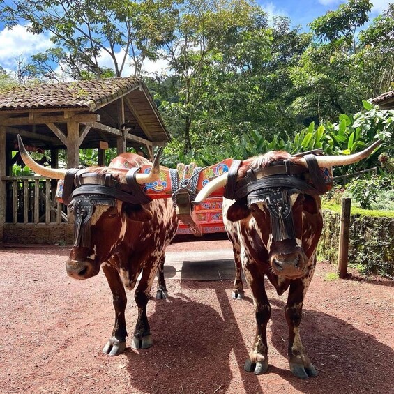 Picture 7 for Activity La Paz Waterfall and Cinchona Tour