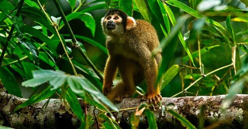 Jungle Tambopata 2D |Monkey Island + Busca caimanes |