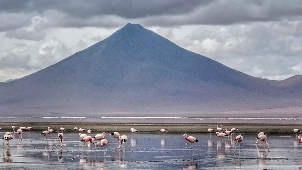 Picture 17 for Activity La Paz: 4-Day Uyuni & Colored Lagoons with Flight and Hotel