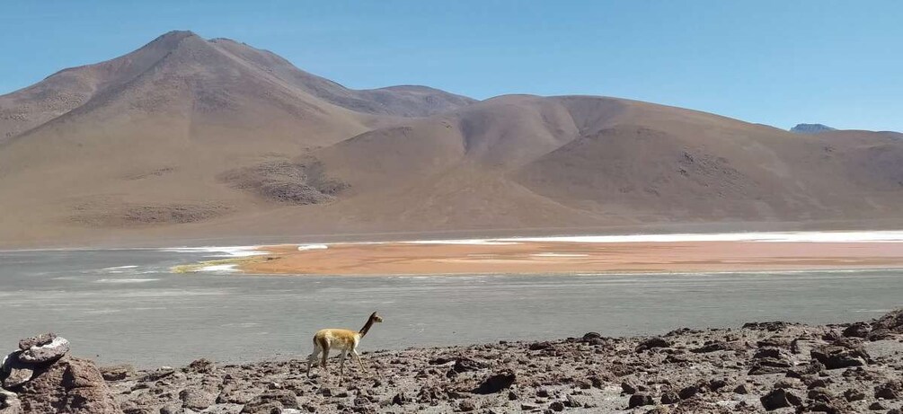 Picture 16 for Activity La Paz: 4-Day Uyuni & Colored Lagoons with Flight and Hotel