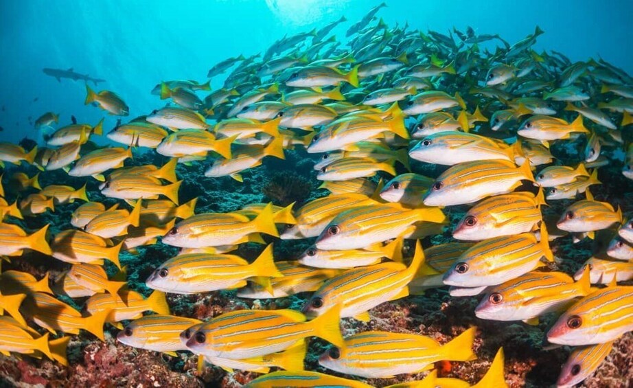 Picture 2 for Activity Mnemba Snorkeling Tour, Jozani Forest, The Rock Restaurant