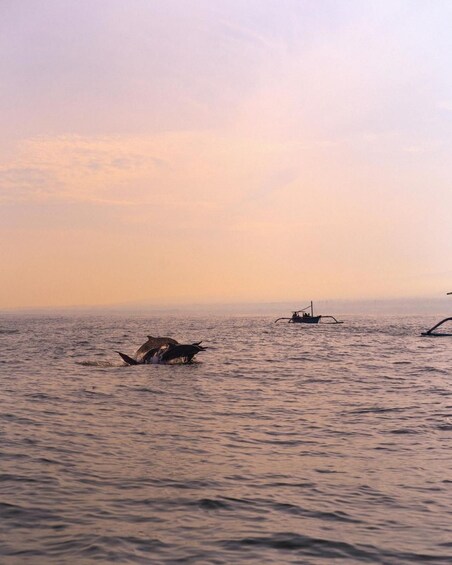 Picture 5 for Activity Lovina ; Dolphin Watching Tour & Sunrise