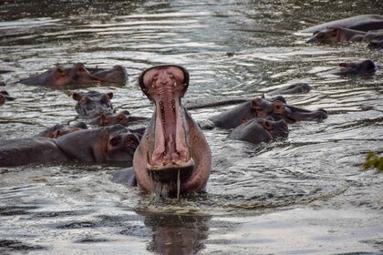 Ndutu Great Migration Safari