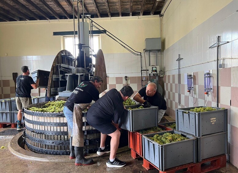 Picture 13 for Activity From Reims/Epernay: Private Gold Champagne Tasting Tour