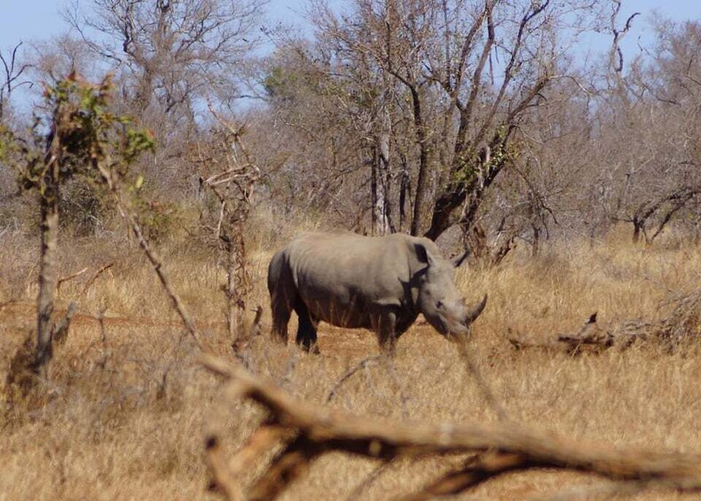 Picture 2 for Activity Kruger Park Safari from Maputo